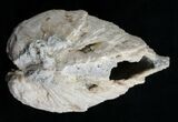 Huge Crystal Filled Fossil Clam - Rucks Pit, FL #5534-3